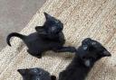 CUTE: The kittens rescued by The Holdings at Kempsey (RSPCA Worcester and Mid - Worcestershire Branch)