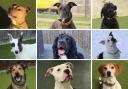 These 9 dogs with Dogs Trust Evesham are looking for new homes