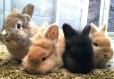 HEAVY HEART: Worcestershire Rabbit Rescue and Friends