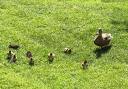 'DELIGHTFUL': Ducklings make Worcester garden their home