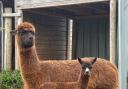 SURPRISE: Holly the alpaca gave birth to a surprise baby at The Cob House in Wichenford.