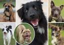 These 6 dogs are looking for new homes - can you help?