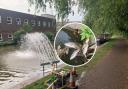 Dead fish in the Worcester to Birmingham Canal near Spring Lane (Blockhouse Lock) as a spray bar returns oxygen to the water to try to help other fish to survive