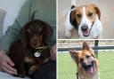 These 3 puppies with Dogs Trust Evesham are looking for forever homes
