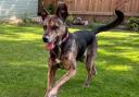 Lexi is looking for her forever home where she can enjoy her retirement years