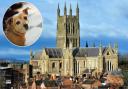 DOGS: Worcester Cathedral is trialling becoming a dog friendly venue as of next week.