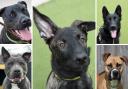 Could you give a home to one of these 5 puppies at Dogs Trust Evesham?