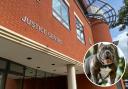 DOG: A man has admitted being in charge of dangerous bully dogs
