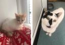 Archie and Patch are among the cats being cared for at the Holdings