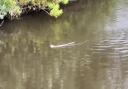 FILMED: An otter was spotted in the River Severn at Diglis