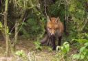 SCREAMS: The woman who heard the animal being abused in an overgrown area near a children's play park in Turners Close, Worcester, has vehemently denied she heard the ordinary cry of a fox