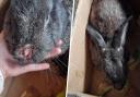 NEGLECT: A bunny has died after suffering severe injuries.