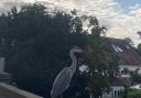 ELEGANT: The heron looks down on the canal from its perch on the Bilford Road bridge over the Worcester and Birmingham Canal