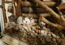 The mice were found dumped in a cardboard box.