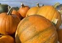 HALLOWEEN: Pumpkin patches in Worcestershire where you can pick out a pumpkin to carve.