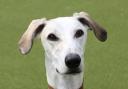 DOGS: Lurchers are in need of adoption at Evesham Dogs Trust.