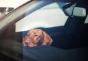 HEATWAVE: Evesham Dogs Trust have reminded people of the dangers of leaving dogs in hot cars.