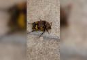 INSECTS: Tiny insects hitching a ride on the back of a bug have been pictured in a home from a county village.