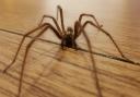 SPIDERS: Should you use a vacuum cleaner to remove house spiders?