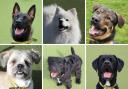 Can you adopt one of these 6 dogs from Dogs Trust Evesham?