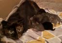 SAD: Agnes the cat was dumped Storm Agnes with her five kittens