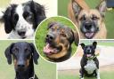 Here are five of the dogs at Dogs Trust Evesham who need loving forever homes