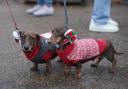 Nearly 3,000 dog-friendly Christmas events are held in Worcester during the festive season