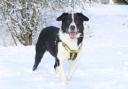 Dog owners should make sure they don’t allow their pets to run on ice as it could be dangerous for both themselves and  their dogs