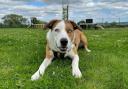 Lots of dogs at Dogs Trust Evesham are looking forward to finding new homes
