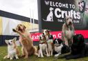 Crufts begins this week and there are many events happening over the course of the competition - here's the timetable for the main arena
