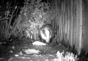 Trailcam footage shows a unsuspecting badger being spied on by a fox