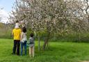 2024 marks National Trust's fifth annual #BlossomWatch