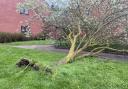 A large tree on the corner of Checketts Lane in Worcester was ripped from the ground by Strom Kathleen