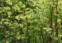 There are a total of 446 known Japanese knotweed infestations across Worcestershire