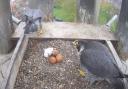 Hatched: First peregrine falcon egg