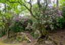 Experts at the Woodland Trust have warned gardeners not to buy rhododendron ponticum