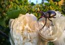 A male stag beetle on two roses
