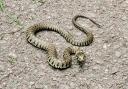 This grass snake was spotted in Broadwaters Mill Park