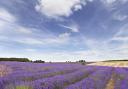 COLOUR: Lavender fields at Snowshill, near Broadway