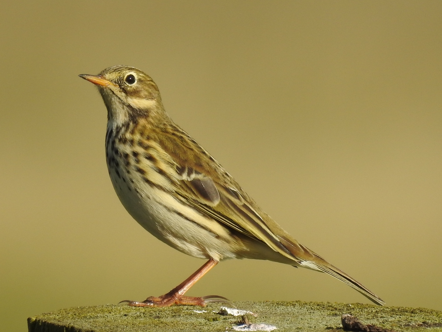 LBJ: The meadow pipit is one of nature’s so-called ‘little brown jobs’, which can lead to a deal of head-scratching among birdwatchers