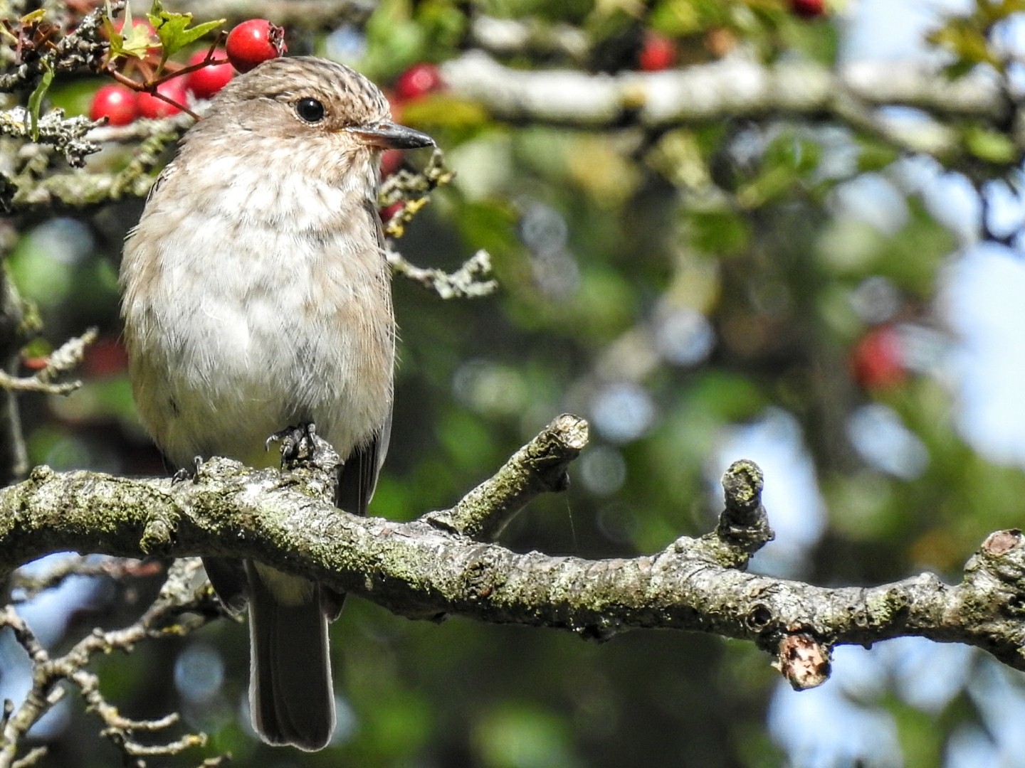 The spotted flycatcher doesn’t have the flashiest of plumage