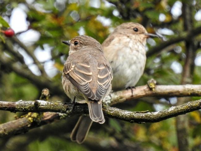 The spotted flycatcher arrives early to mid-May, leaves its breeding grounds in August and by end of September has left our shores