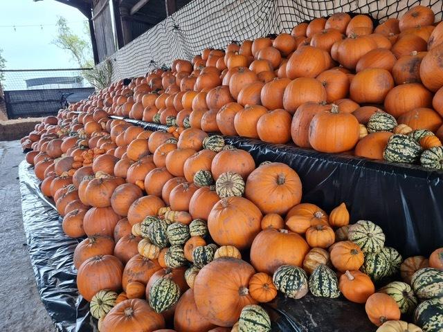 The farm has hundreds of pumpkins for guests to pick from