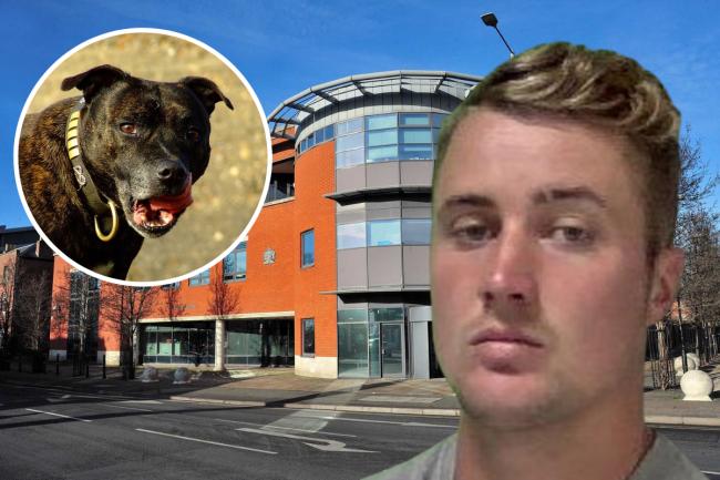 Sam Peters appeared before Worcester Magistrates. Inset: Stock photo of a black Staffordshire Bull Terrier similar to the one owned by Peters. Court image: Newsquest staff. Photo of Peters: West Mercia Police. Dog image: Gemma Longman/Flickr.