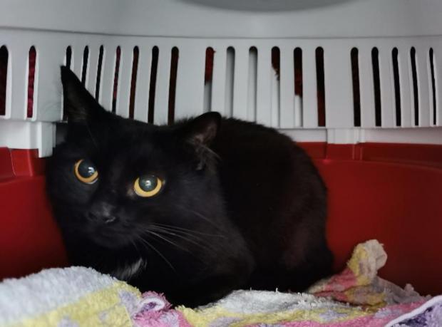 Worcester News: Nero is approximately 1 year old (RSPCA)