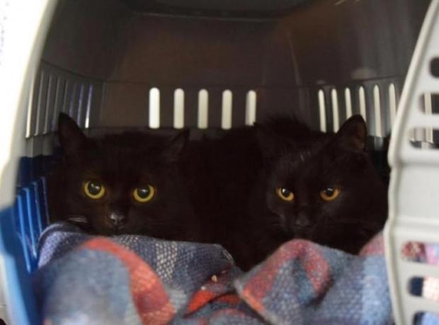 Worcester News: Nova and Nyx are approximately 1 year old (RSPCA)