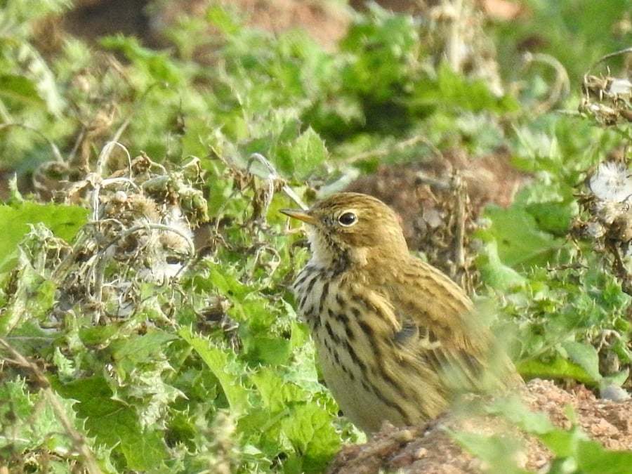 GROUND FEEDER: The meadow pipit on Leopard Hill