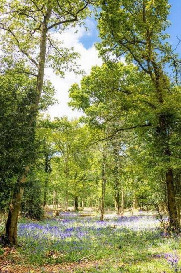 Worcester News: Worcester Woods Country Park (Tripadvisor)