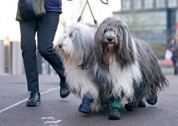 Worcester News: Two Bearded Collies arrive at the first day of the Crufts Dog Show at the Birmingham National Exhibition Centre (PA)