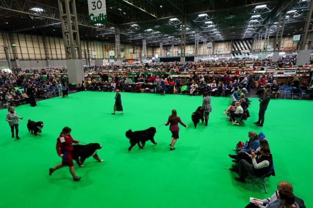 Worcester News: Owners show their bernese mountain dogs during competition on the first day of the Crufts Dog Show (PA)